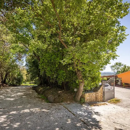 Erba Di Campo * Livorno
